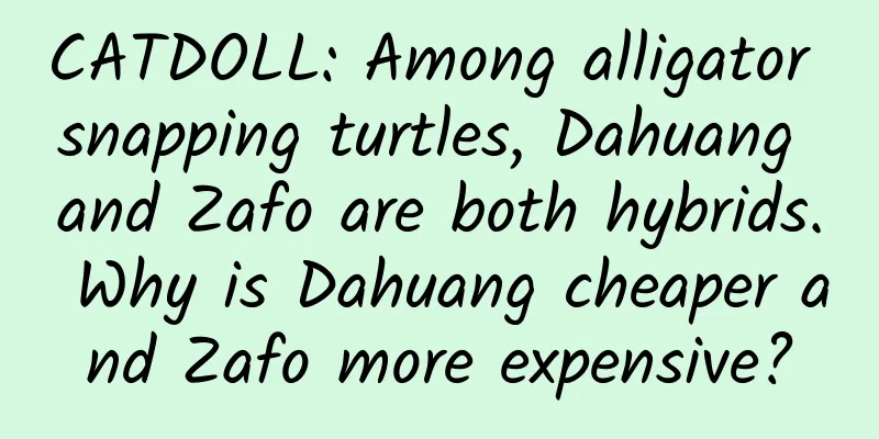 CATDOLL: Among alligator snapping turtles, Dahuang and Zafo are both hybrids. Why is Dahuang cheaper and Zafo more expensive?