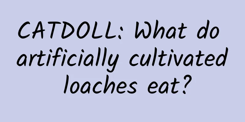 CATDOLL: What do artificially cultivated loaches eat?