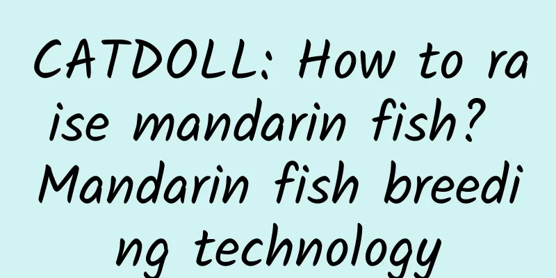 CATDOLL: How to raise mandarin fish? Mandarin fish breeding technology