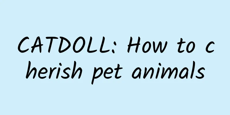 CATDOLL: How to cherish pet animals