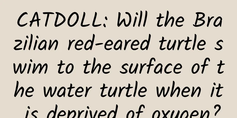 CATDOLL: Will the Brazilian red-eared turtle swim to the surface of the water turtle when it is deprived of oxygen?