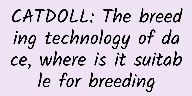 CATDOLL: The breeding technology of dace, where is it suitable for breeding