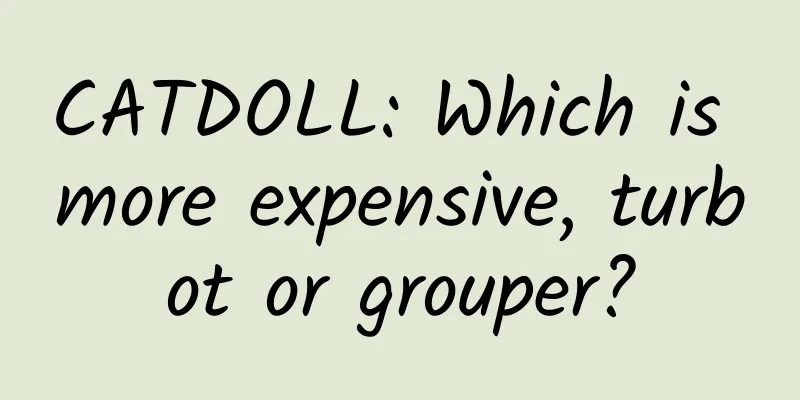 CATDOLL: Which is more expensive, turbot or grouper?
