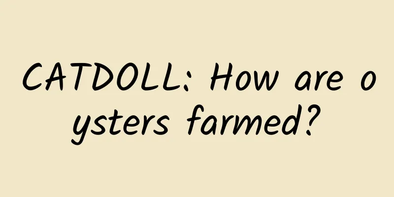CATDOLL: How are oysters farmed?