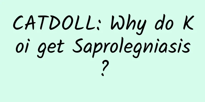 CATDOLL: Why do Koi get Saprolegniasis?