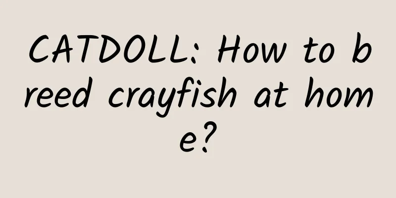 CATDOLL: How to breed crayfish at home?