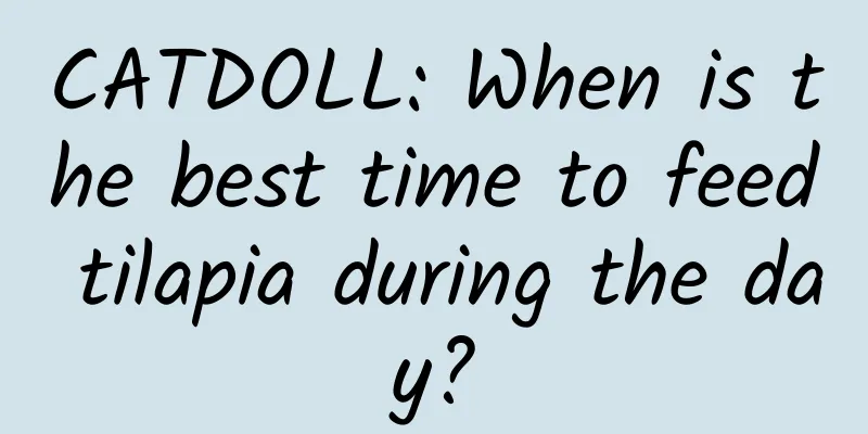 CATDOLL: When is the best time to feed tilapia during the day?