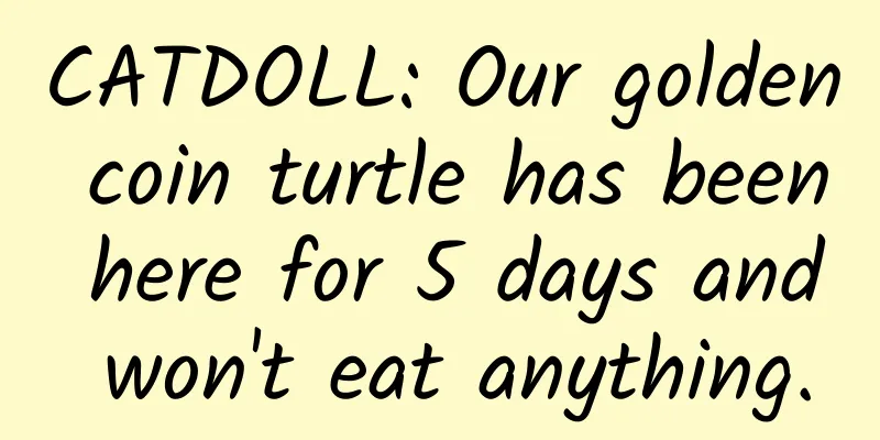 CATDOLL: Our golden coin turtle has been here for 5 days and won't eat anything.