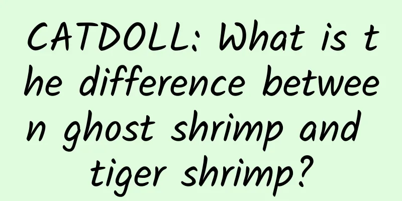 CATDOLL: What is the difference between ghost shrimp and tiger shrimp?