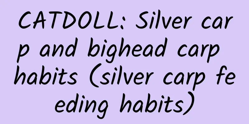 CATDOLL: Silver carp and bighead carp habits (silver carp feeding habits)