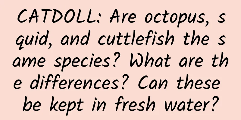 CATDOLL: Are octopus, squid, and cuttlefish the same species? What are the differences? Can these be kept in fresh water?