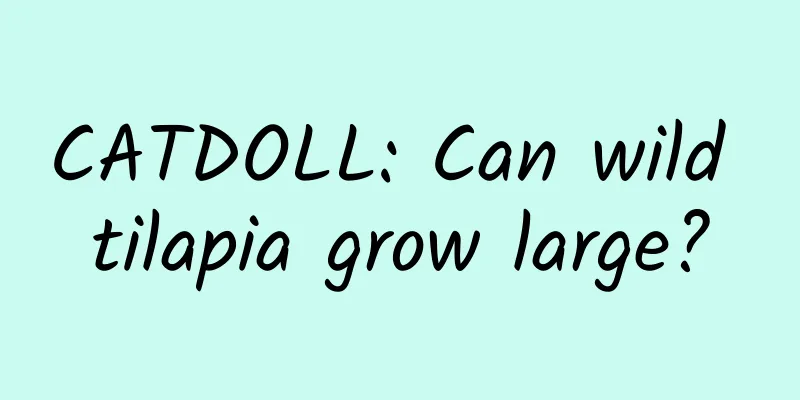 CATDOLL: Can wild tilapia grow large?