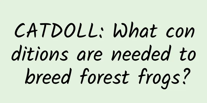 CATDOLL: What conditions are needed to breed forest frogs?