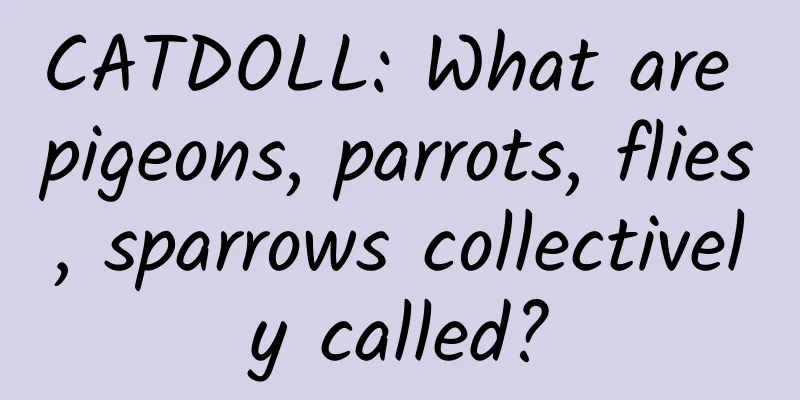 CATDOLL: What are pigeons, parrots, flies, sparrows collectively called?