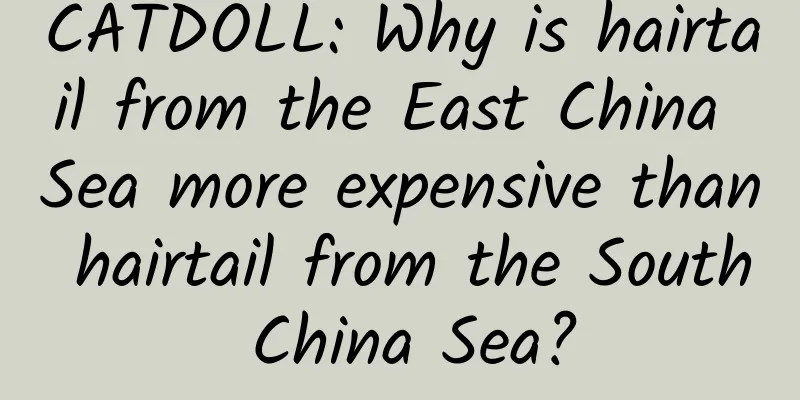 CATDOLL: Why is hairtail from the East China Sea more expensive than hairtail from the South China Sea?