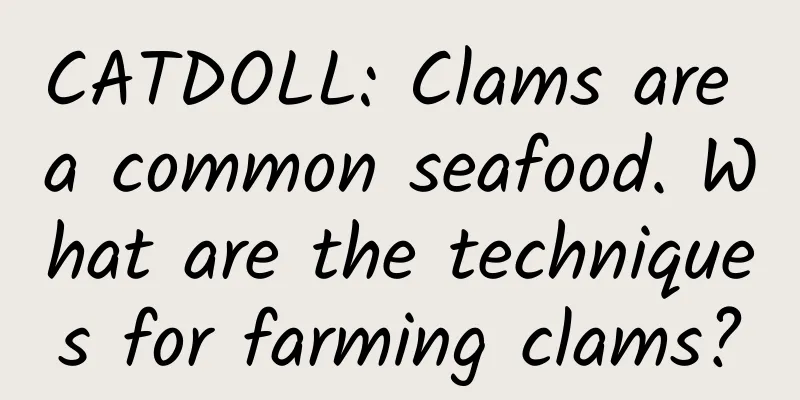 CATDOLL: Clams are a common seafood. What are the techniques for farming clams?