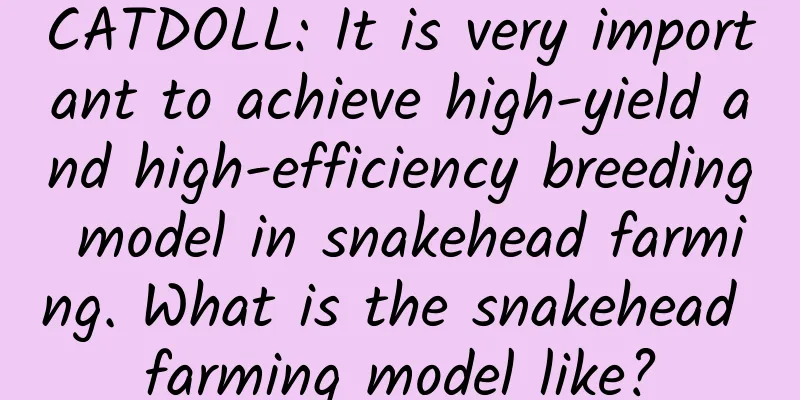 CATDOLL: It is very important to achieve high-yield and high-efficiency breeding model in snakehead farming. What is the snakehead farming model like?