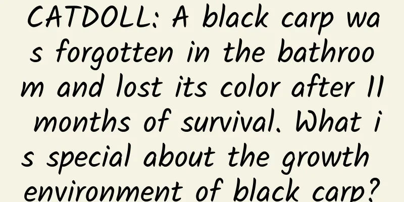 CATDOLL: A black carp was forgotten in the bathroom and lost its color after 11 months of survival. What is special about the growth environment of black carp?