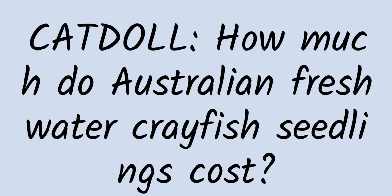 CATDOLL: How much do Australian freshwater crayfish seedlings cost?