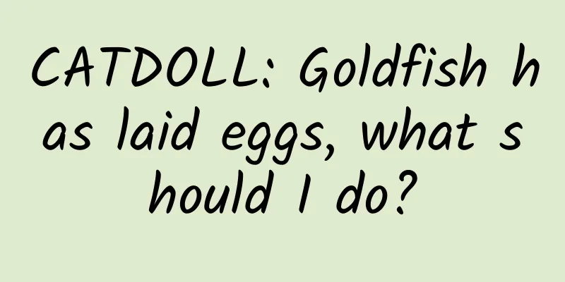 CATDOLL: Goldfish has laid eggs, what should I do?
