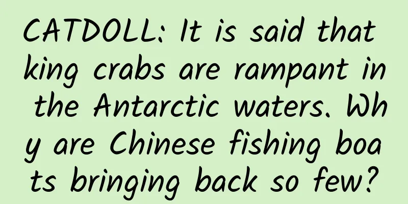 CATDOLL: It is said that king crabs are rampant in the Antarctic waters. Why are Chinese fishing boats bringing back so few?