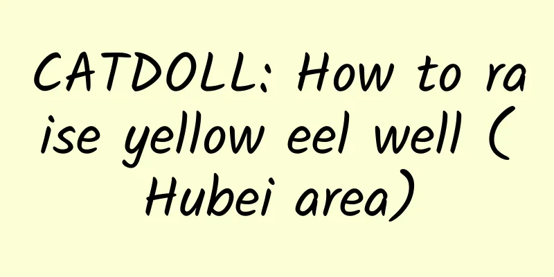 CATDOLL: How to raise yellow eel well (Hubei area)