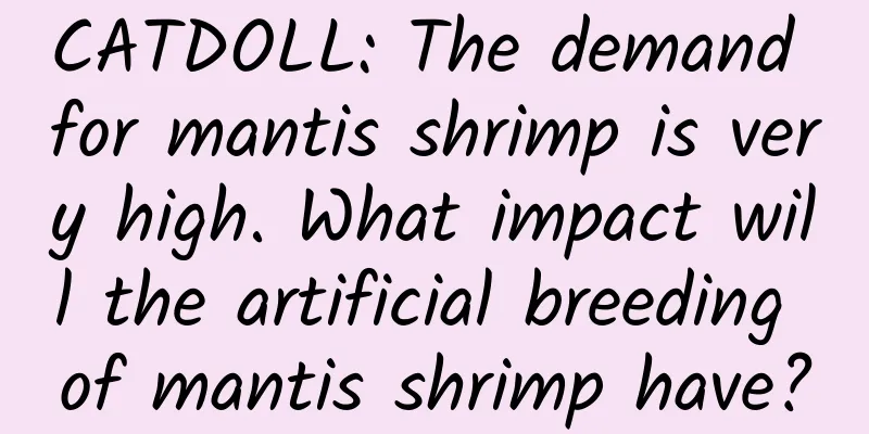 CATDOLL: The demand for mantis shrimp is very high. What impact will the artificial breeding of mantis shrimp have?
