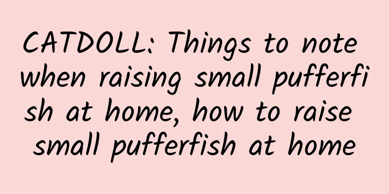 CATDOLL: Things to note when raising small pufferfish at home, how to raise small pufferfish at home