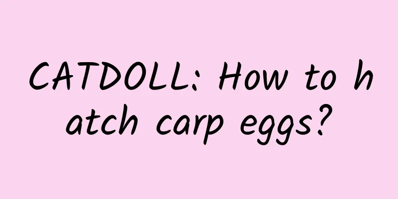 CATDOLL: How to hatch carp eggs?