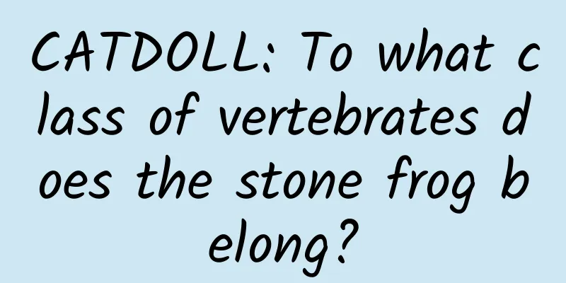 CATDOLL: To what class of vertebrates does the stone frog belong?