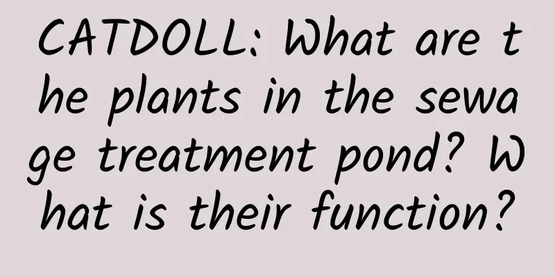 CATDOLL: What are the plants in the sewage treatment pond? What is their function?