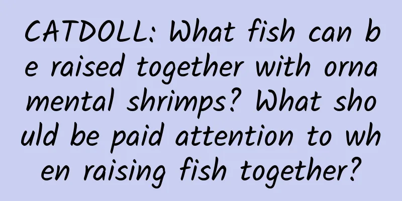 CATDOLL: What fish can be raised together with ornamental shrimps? What should be paid attention to when raising fish together?