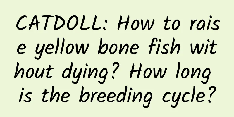 CATDOLL: How to raise yellow bone fish without dying? How long is the breeding cycle?
