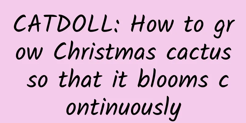 CATDOLL: How to grow Christmas cactus so that it blooms continuously