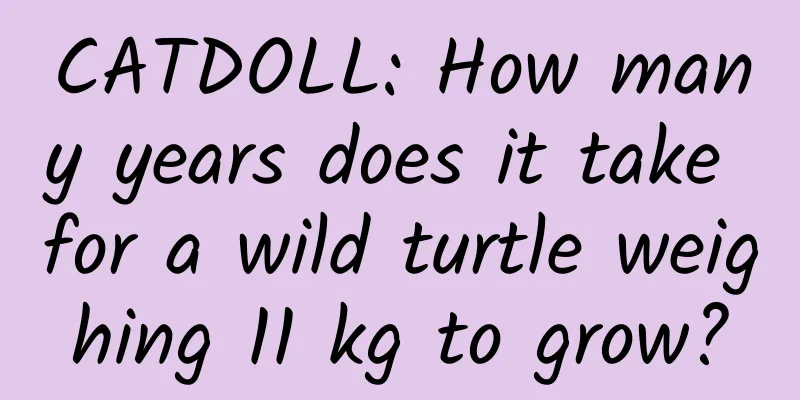 CATDOLL: How many years does it take for a wild turtle weighing 11 kg to grow?