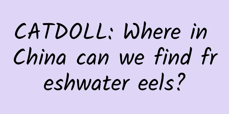 CATDOLL: Where in China can we find freshwater eels?