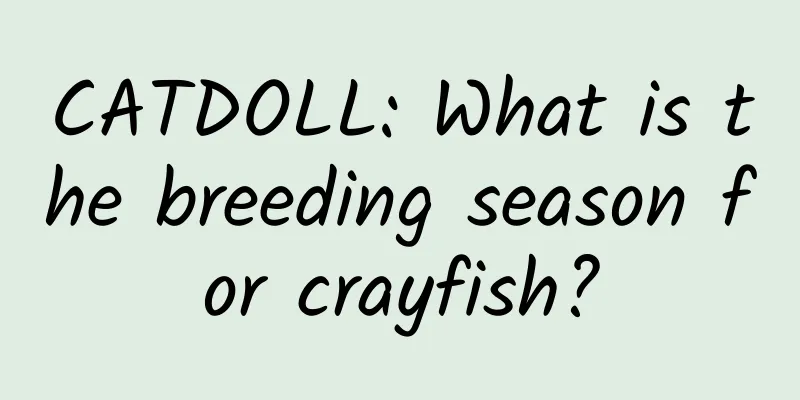 CATDOLL: What is the breeding season for crayfish?