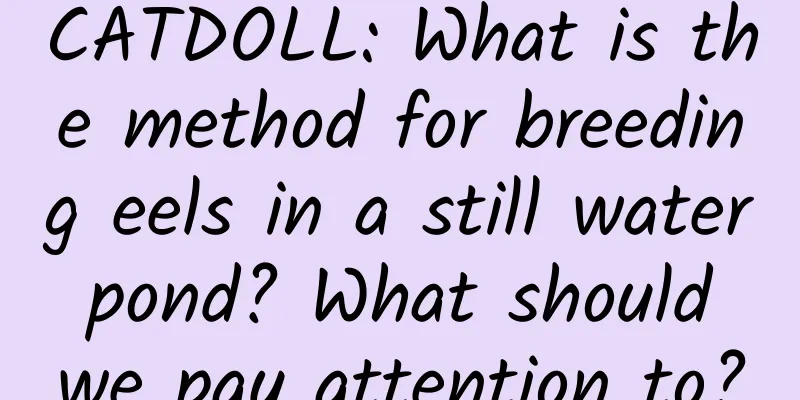 CATDOLL: What is the method for breeding eels in a still water pond? What should we pay attention to?