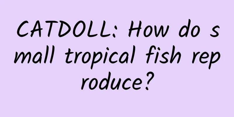 CATDOLL: How do small tropical fish reproduce?