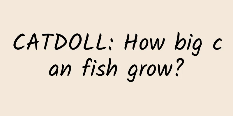 CATDOLL: How big can fish grow?
