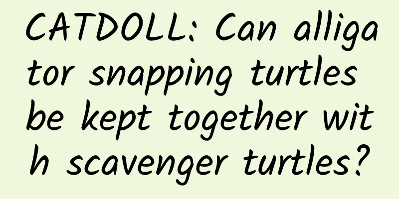 CATDOLL: Can alligator snapping turtles be kept together with scavenger turtles?