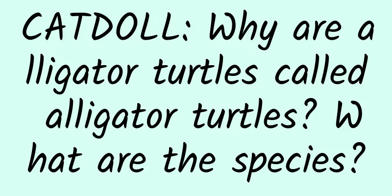 CATDOLL: Why are alligator turtles called alligator turtles? What are the species?