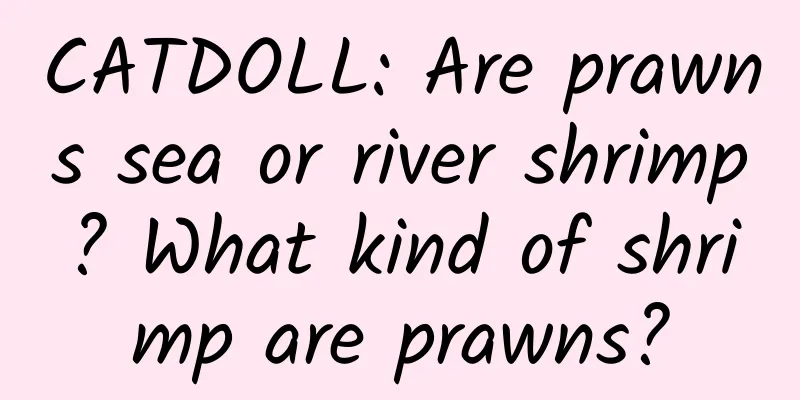CATDOLL: Are prawns sea or river shrimp? What kind of shrimp are prawns?
