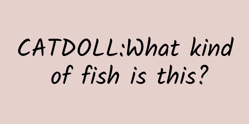 CATDOLL:What kind of fish is this?