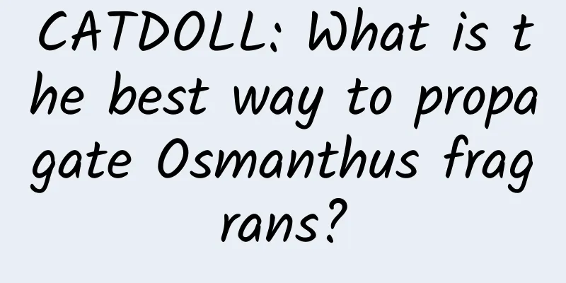 CATDOLL: What is the best way to propagate Osmanthus fragrans?