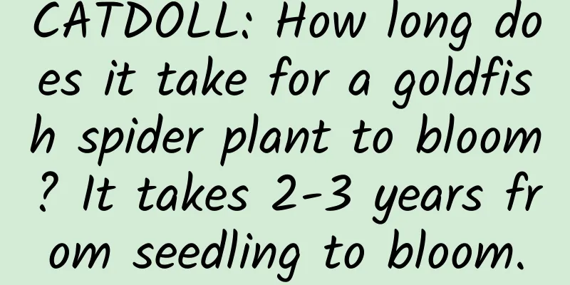 CATDOLL: How long does it take for a goldfish spider plant to bloom? It takes 2-3 years from seedling to bloom.