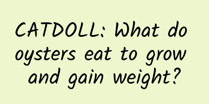CATDOLL: What do oysters eat to grow and gain weight?