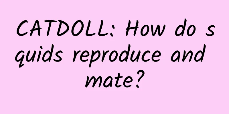 CATDOLL: How do squids reproduce and mate?