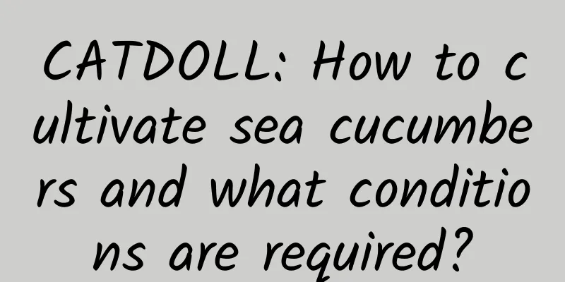 CATDOLL: How to cultivate sea cucumbers and what conditions are required?