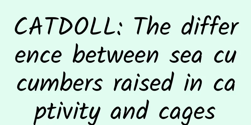 CATDOLL: The difference between sea cucumbers raised in captivity and cages